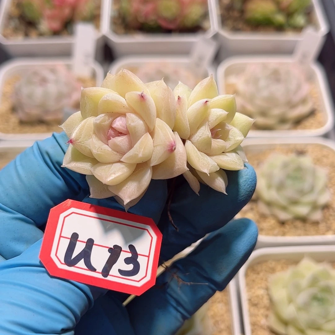 【闪购商品】U13月光珍妮