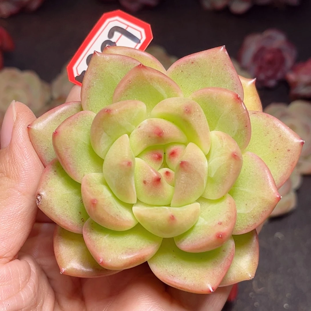 F987 一物一拍 胖珍妮的爸爸