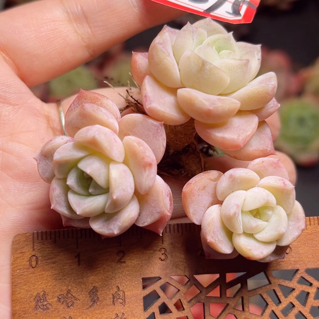 F375 一物一拍 桃汽泡泡