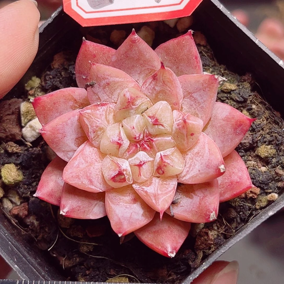 E04一物一拍 婵娟