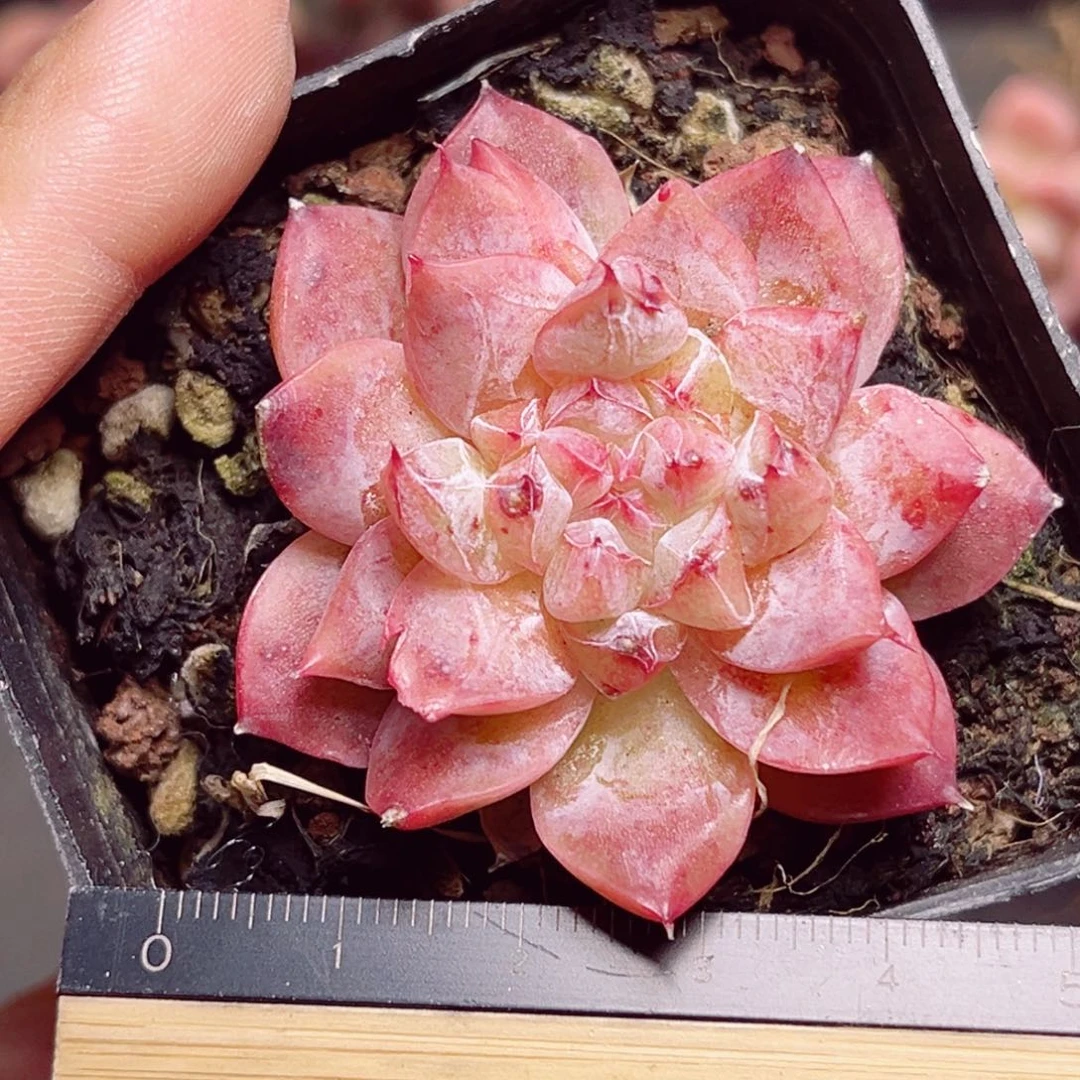 E13 一物一拍 婵娟