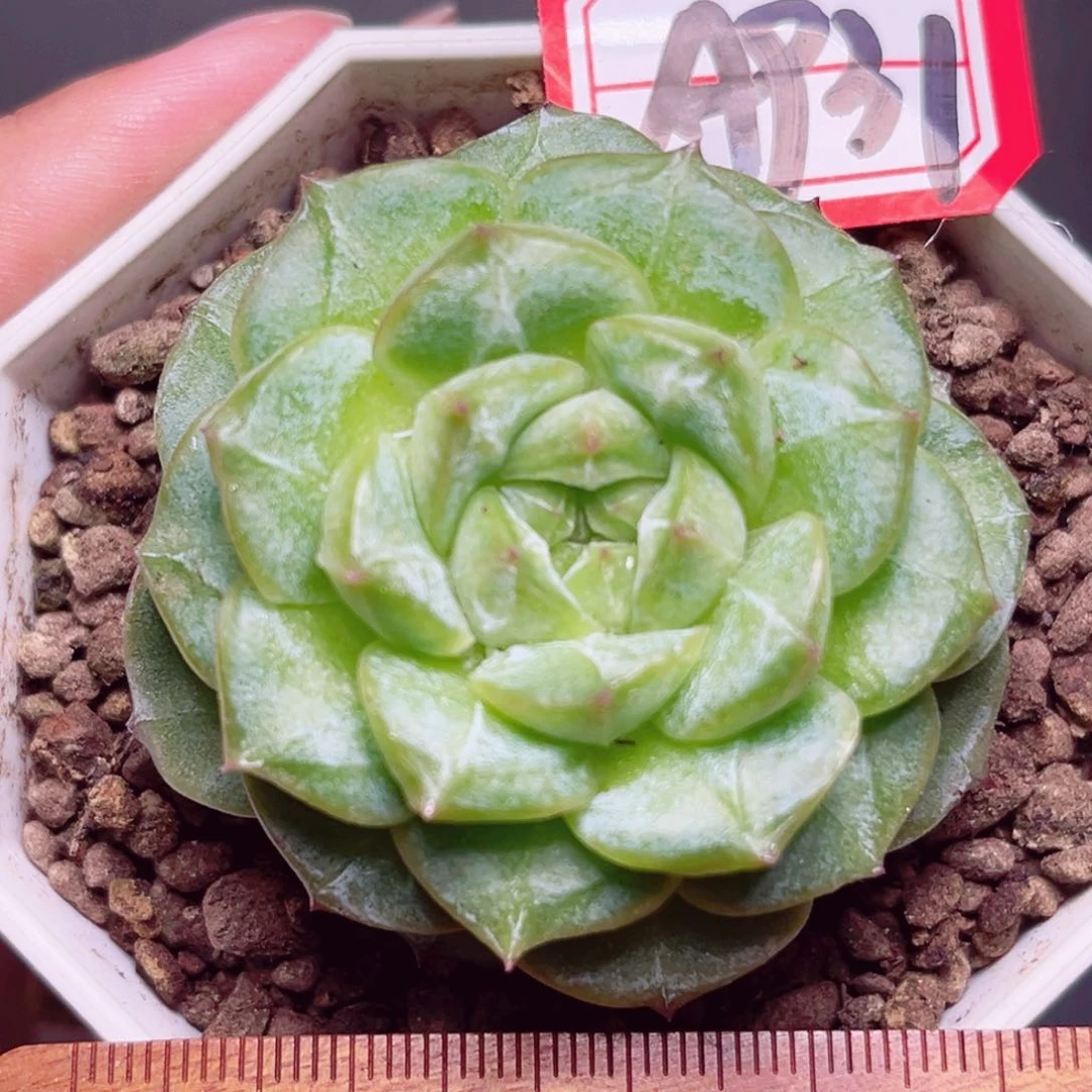 A931一物一拍。水晶葡萄