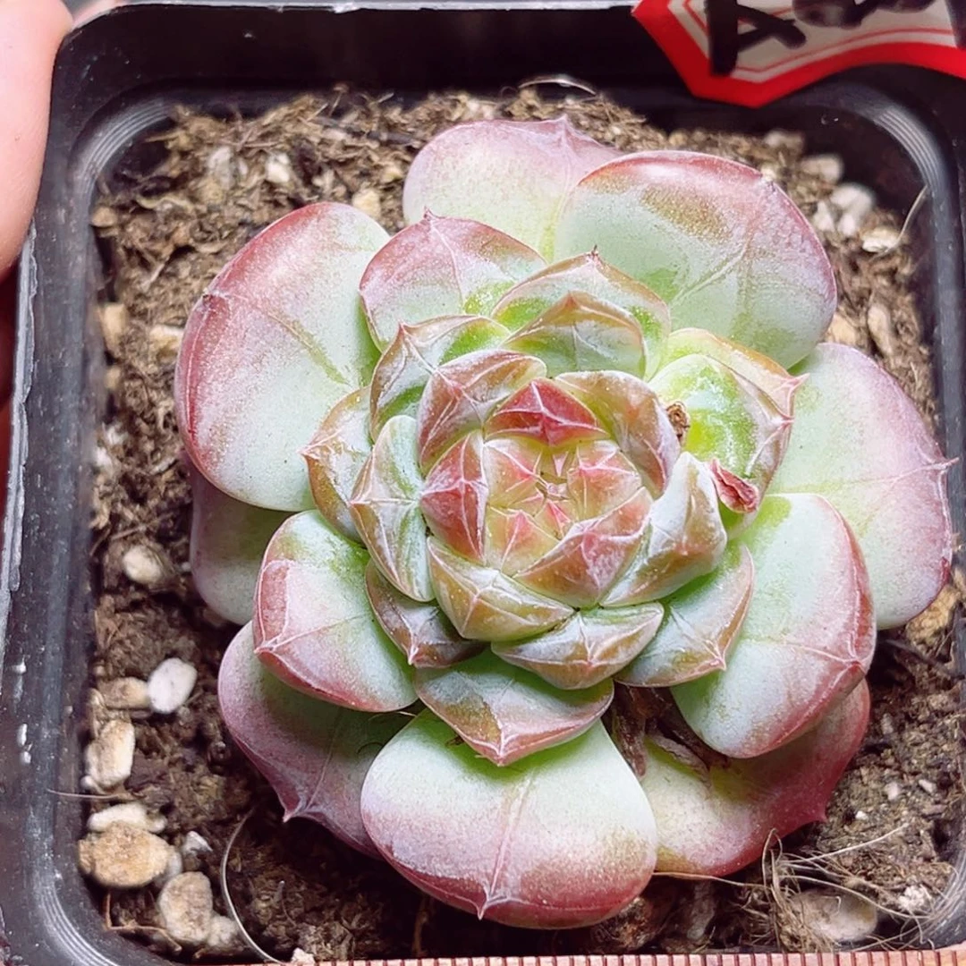 A409 一物一拍 七仙女