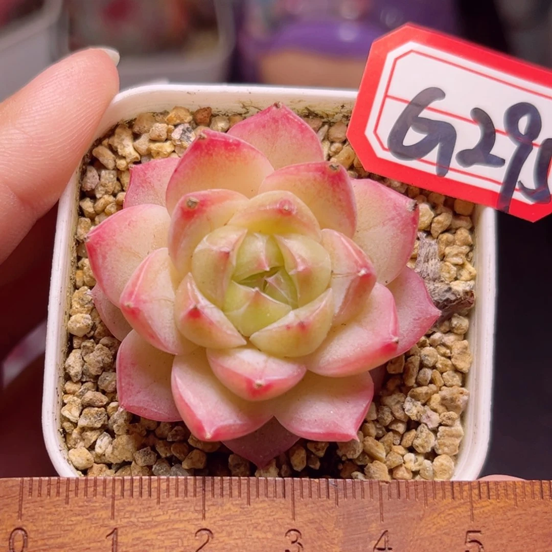 G295 一物一拍 玩家珍妮