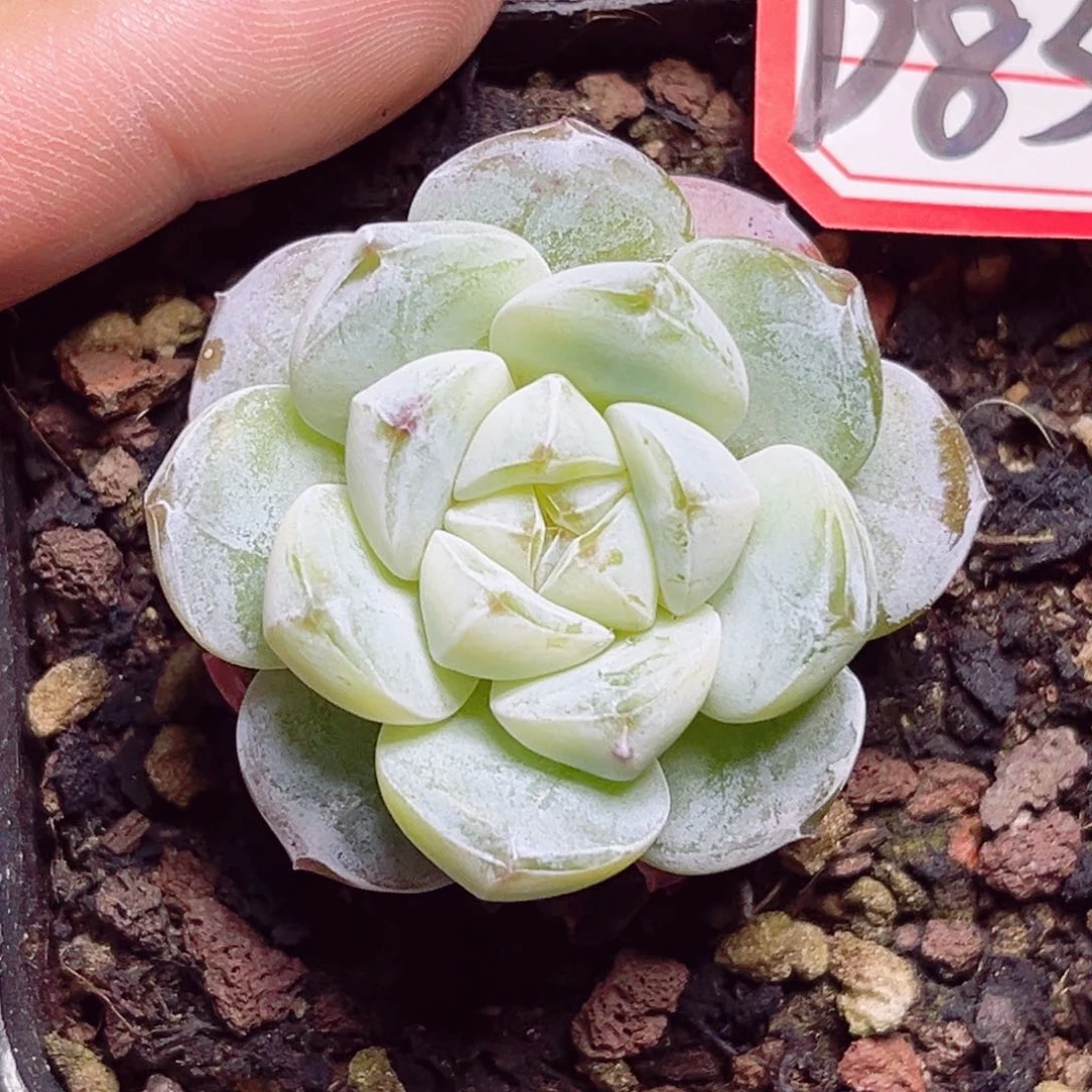 ?*橘D850 一物一拍 八方晶