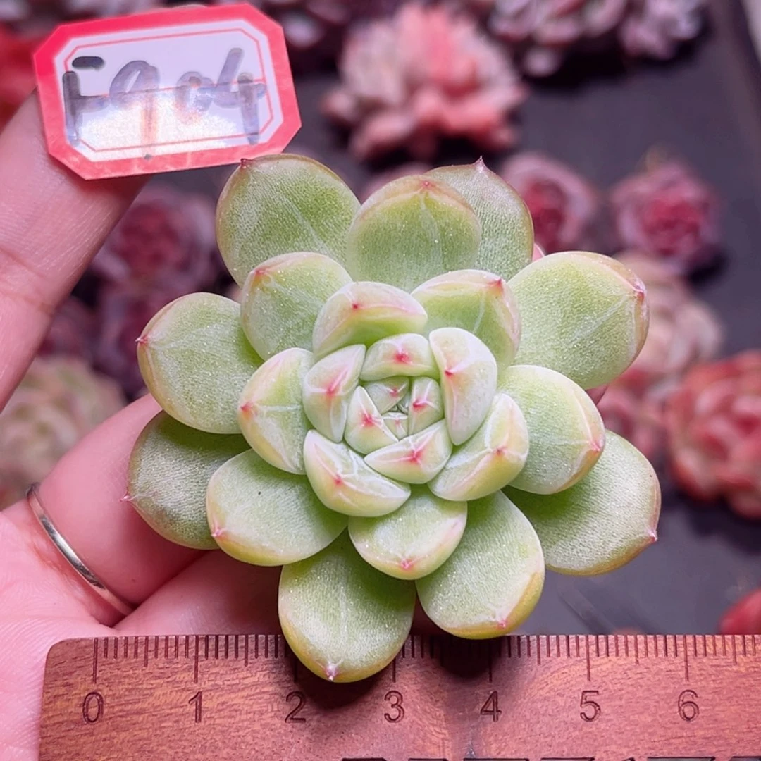 F904 一物一拍 竹璃