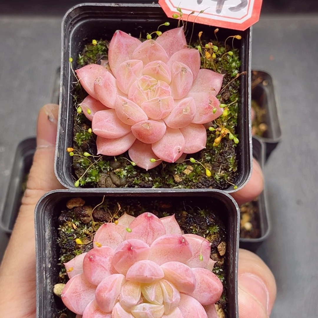 爱*离一物一拍D443