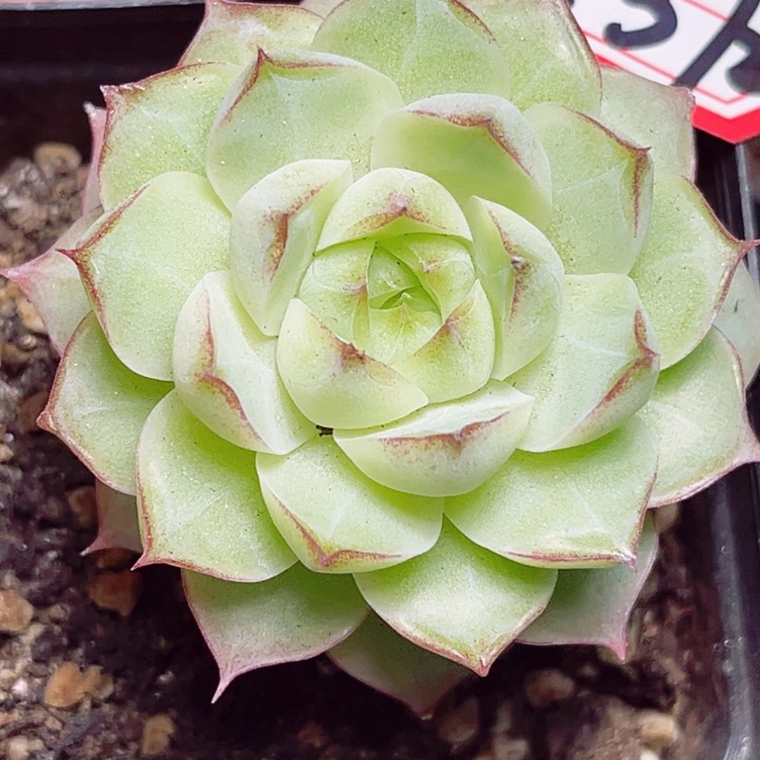 C372 一物一拍 白礼