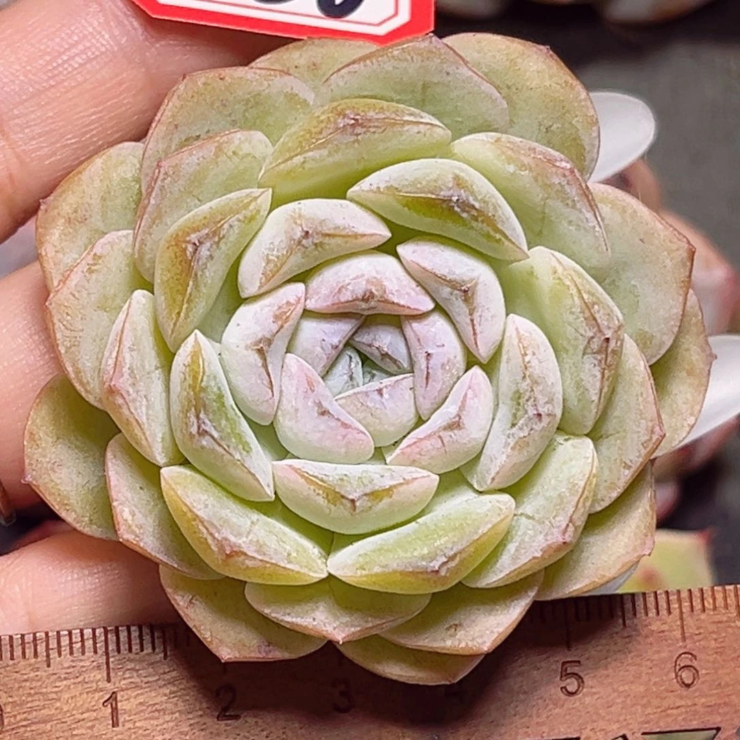 G686 一物一拍 冰魄雪颜