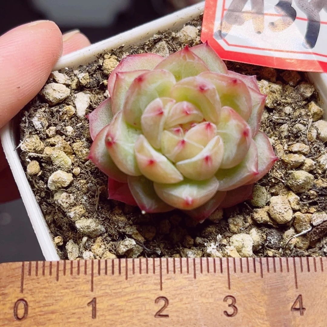 A397 一物一拍 寒绯