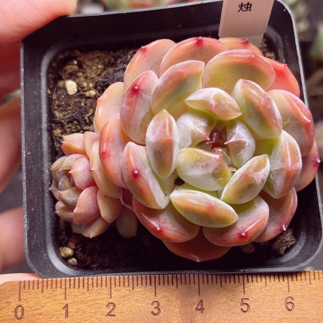 A523 一物一拍 红烛