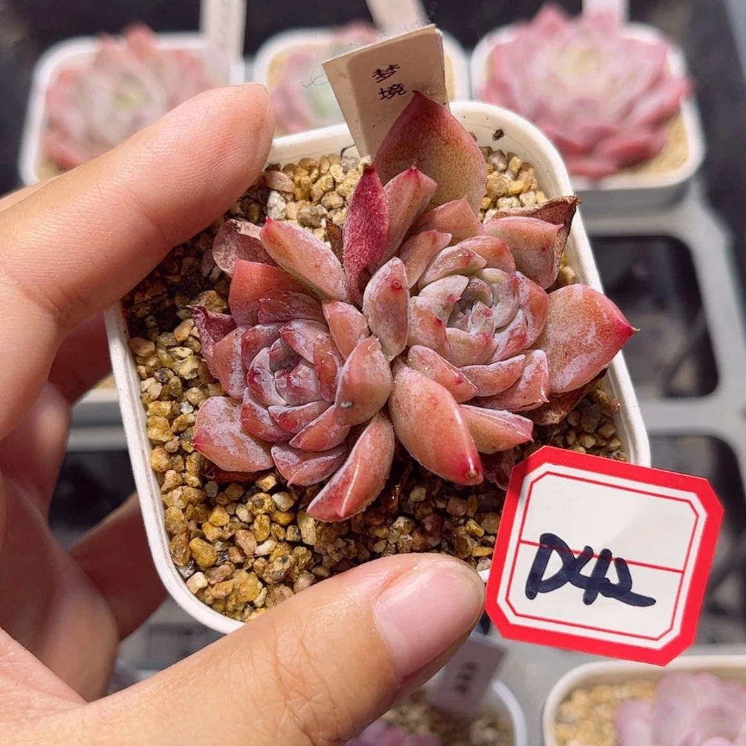 【闪购商品】D42 xc c
