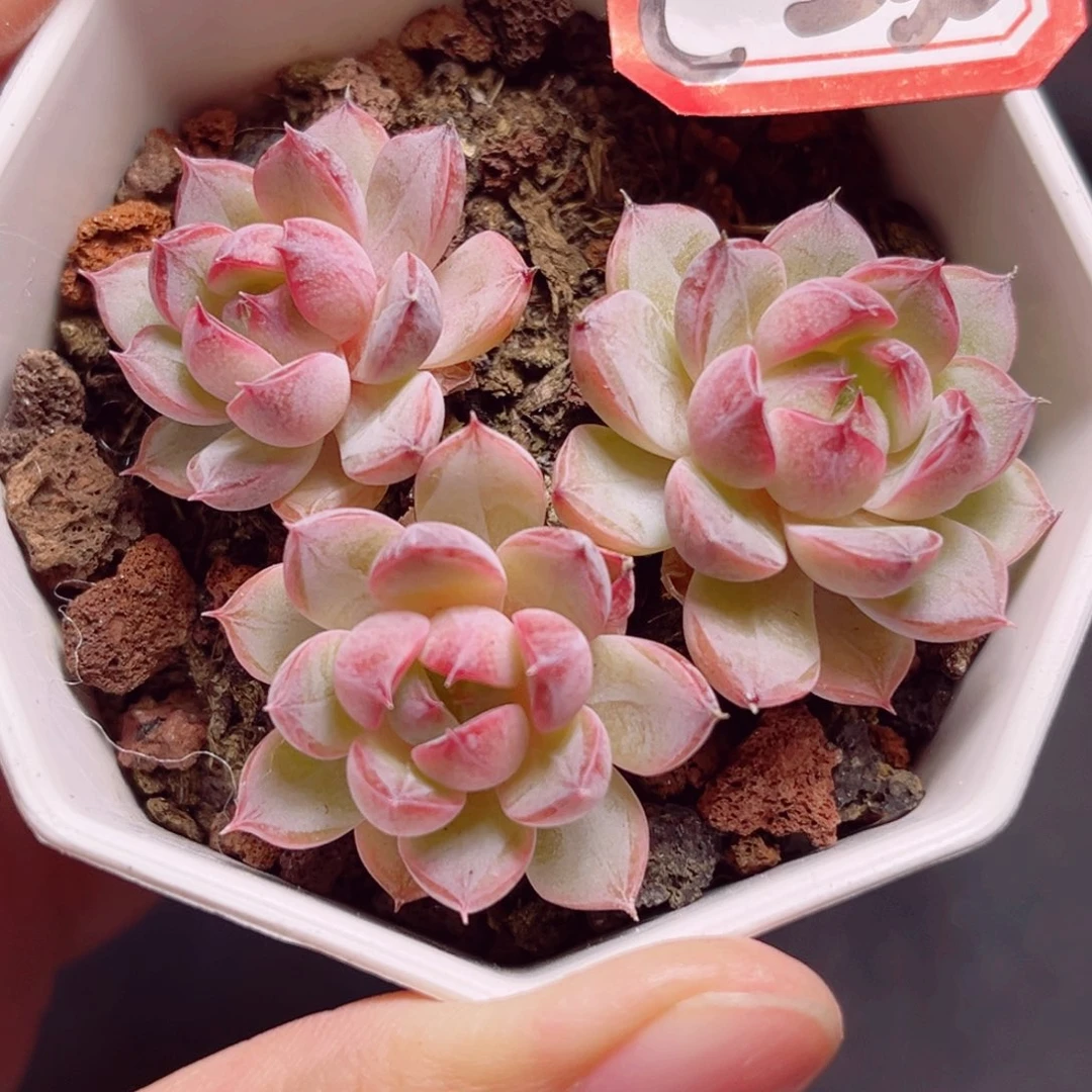 C230 一物一拍 海棠 不包整