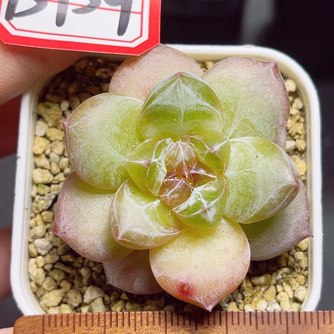 B959 一物一拍 精选