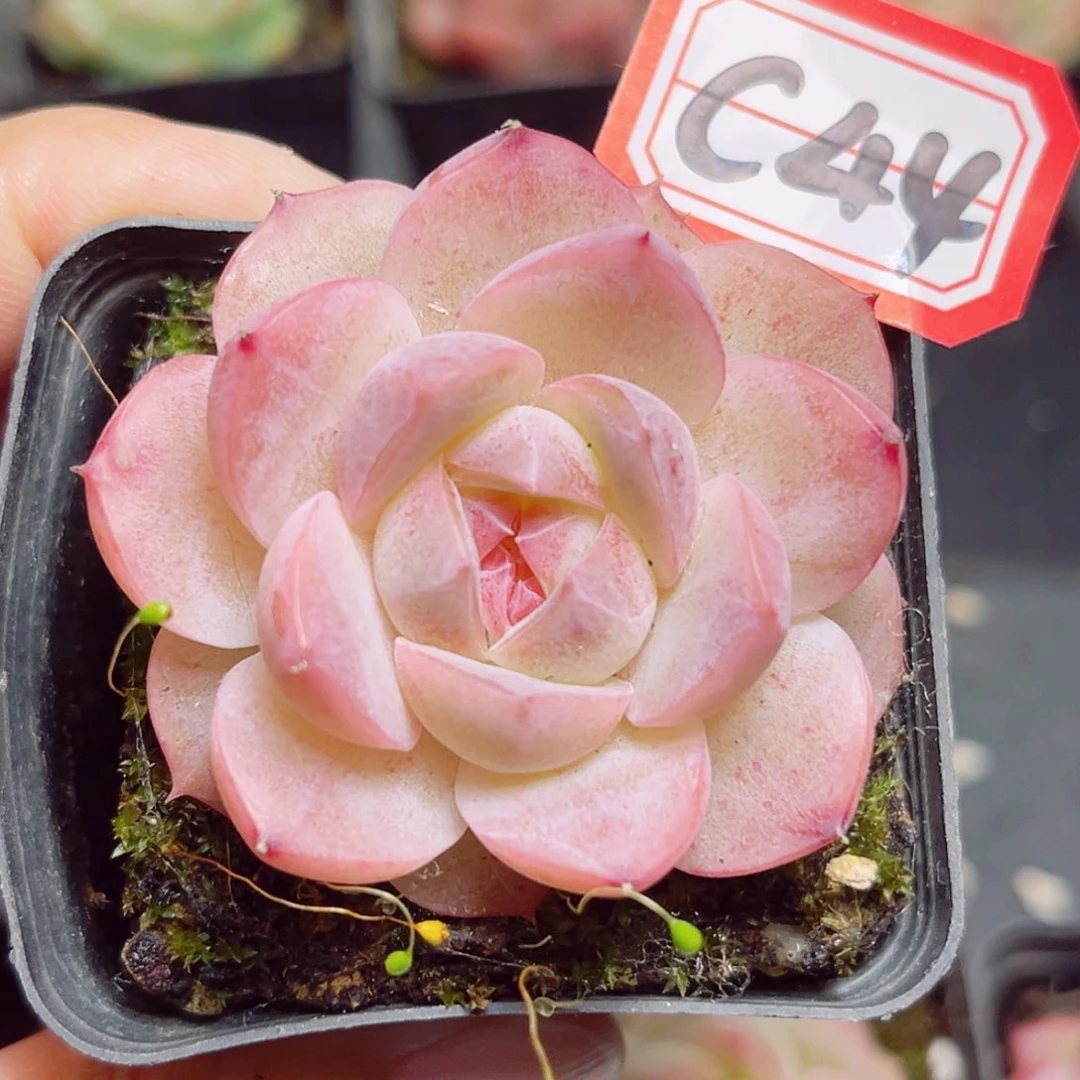 C44 一物一拍 玩家珍妮