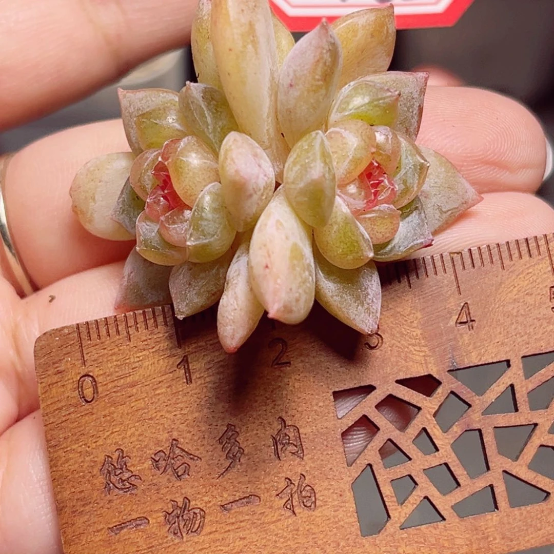 E963 一物一拍 糖心系列