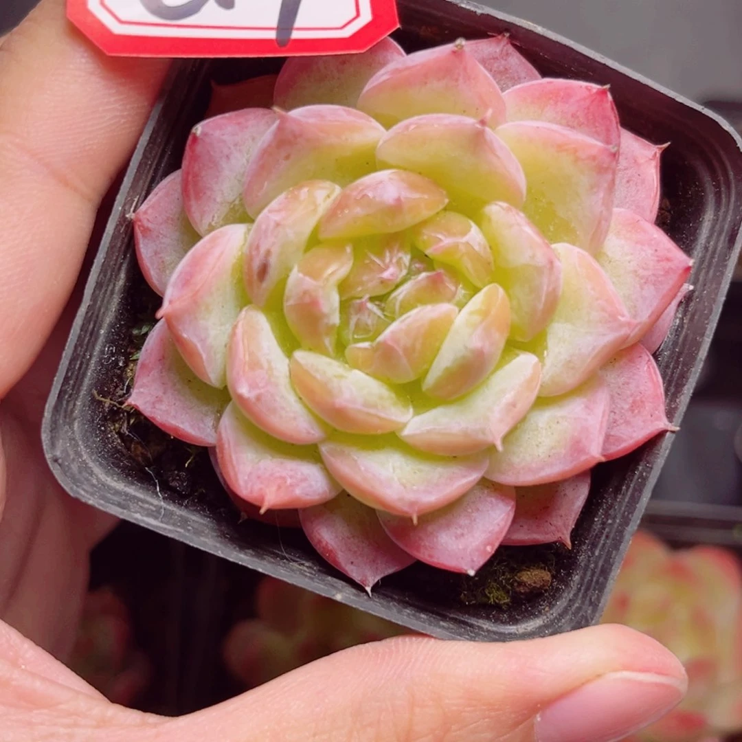 C17一物一拍 玩家珍妮