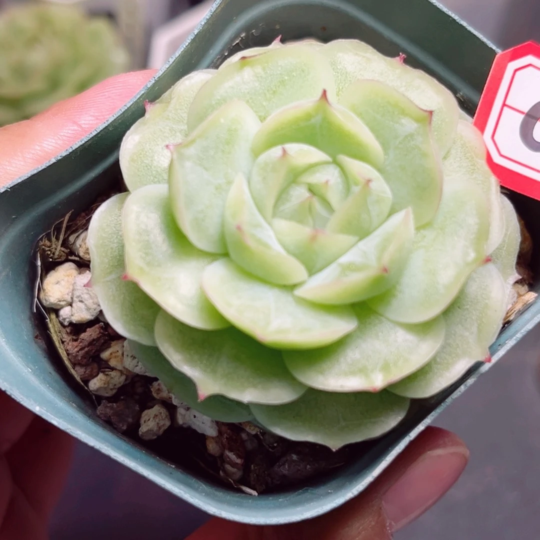 C184 一物一拍 月影虾饺