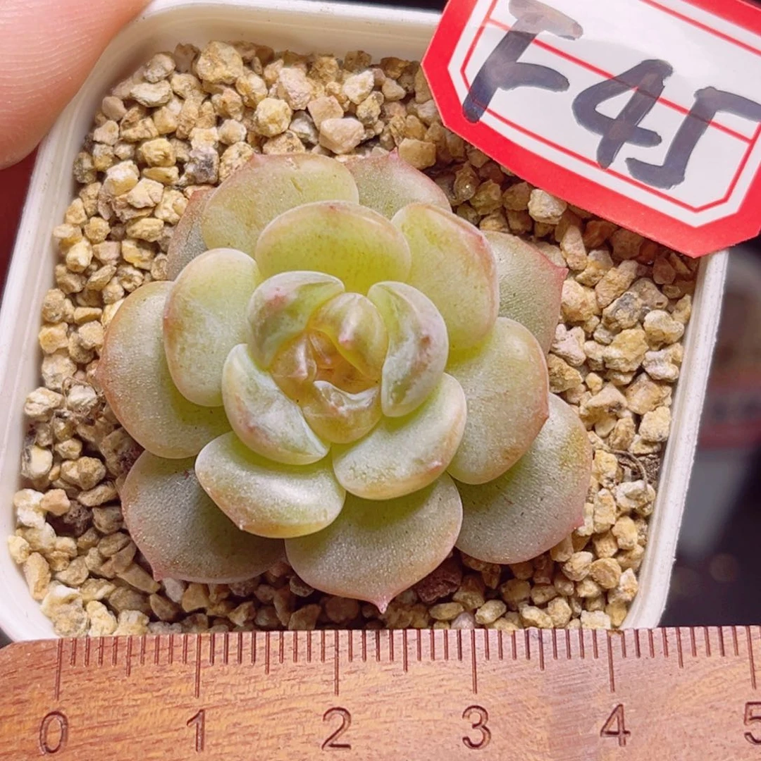 F45 一物一拍 糖心系列