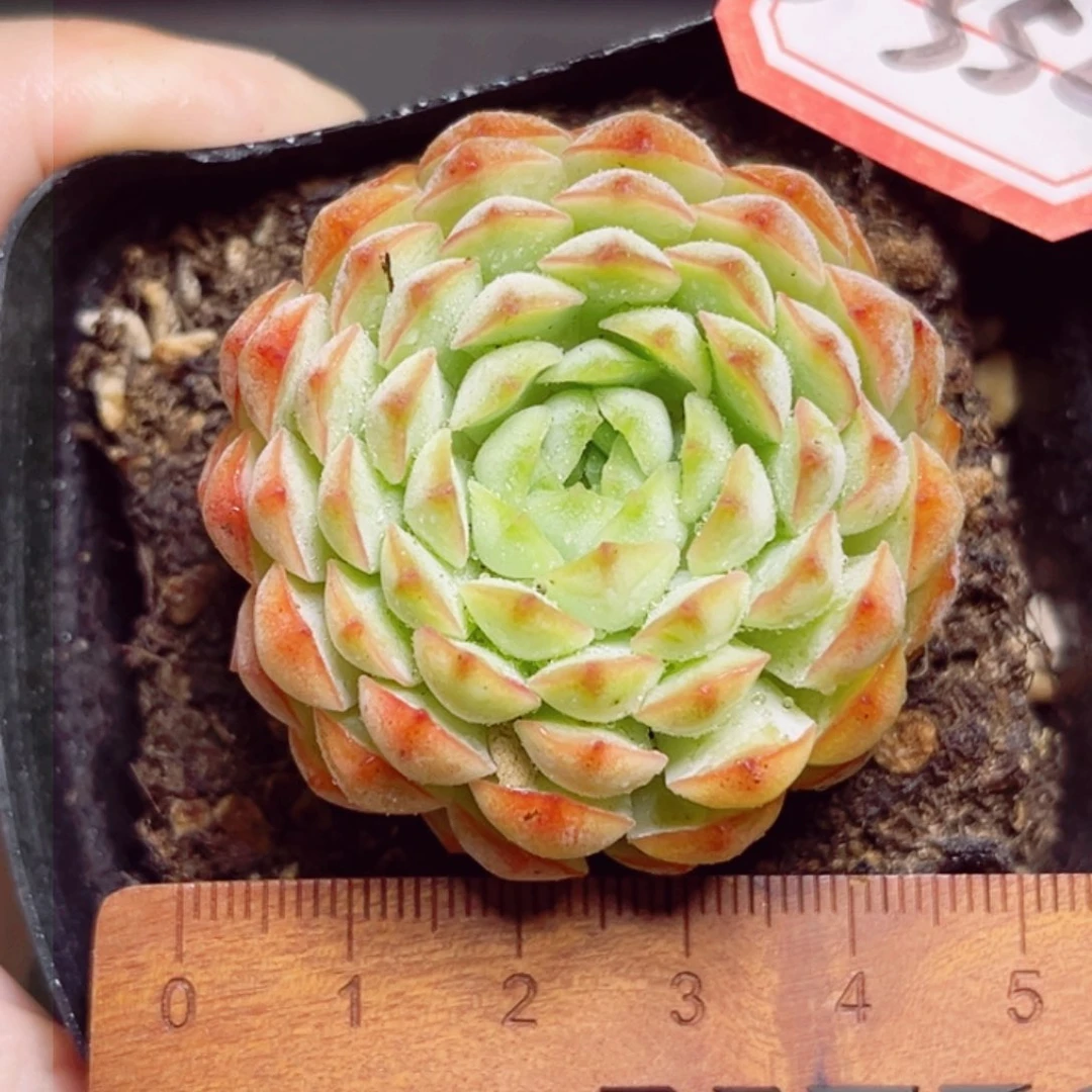 D352一物一拍 花木兰