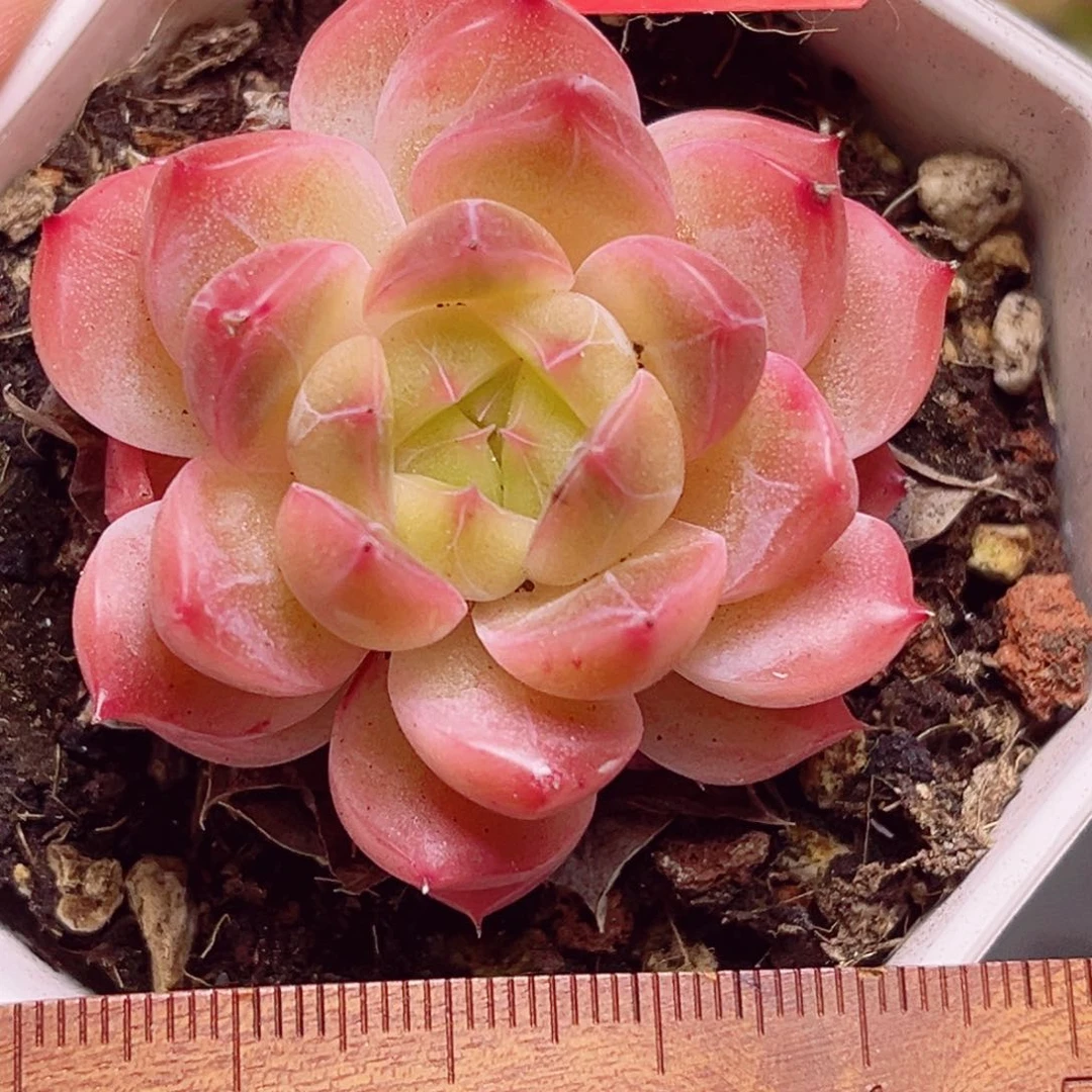 E630一物一拍 星耀