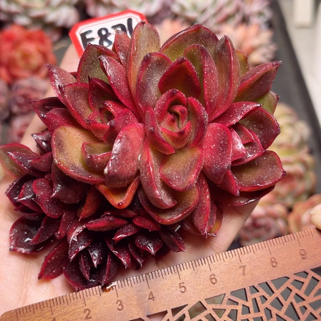 F876 一物一拍 无人区玫瑰