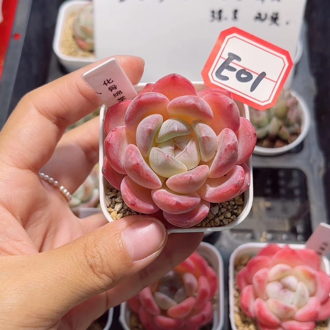 【闪购商品】静**开E01