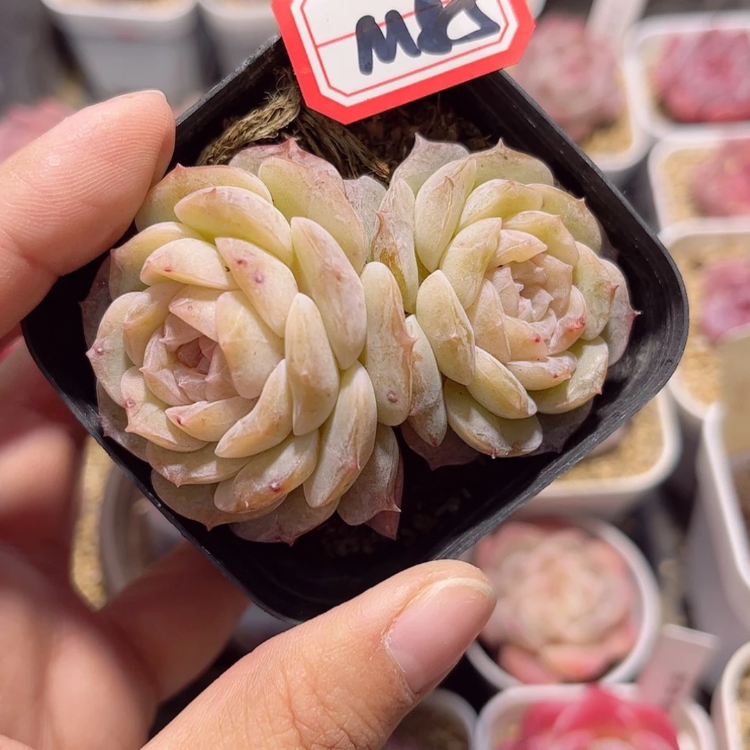 【闪购商品】吃****…M85 c c