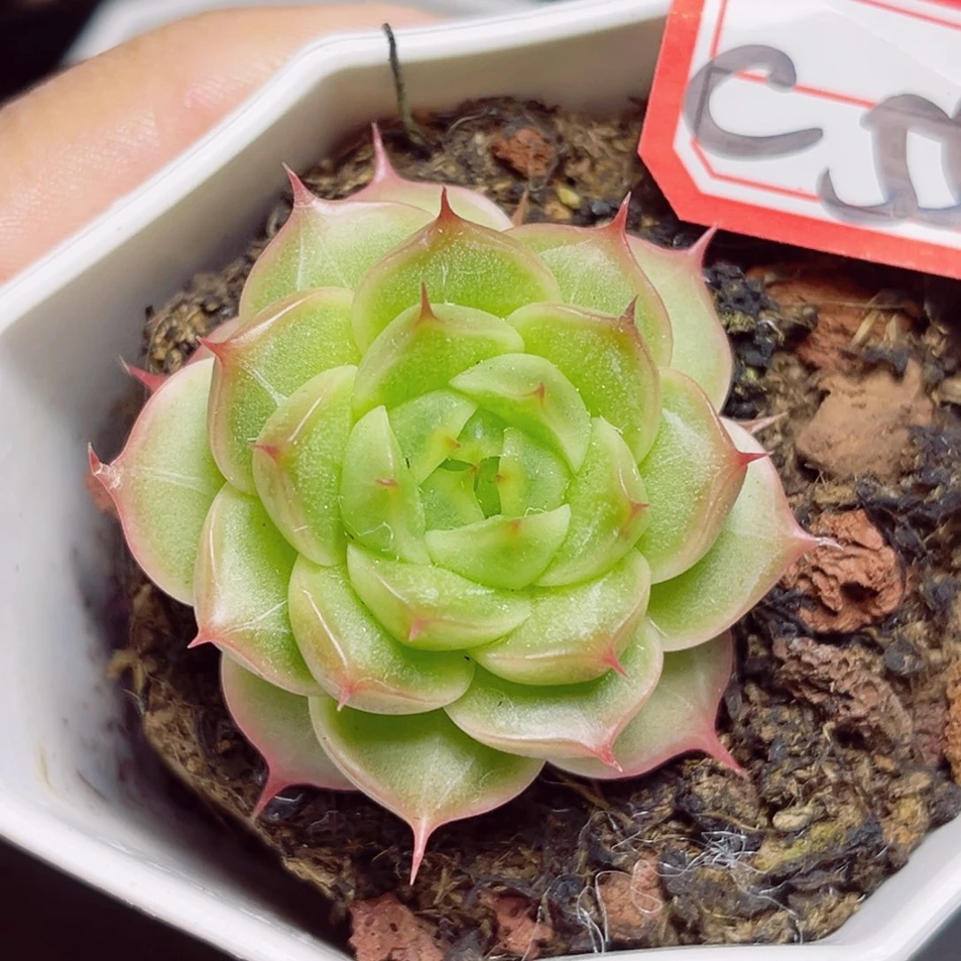 C553 一物一拍 萤火之森