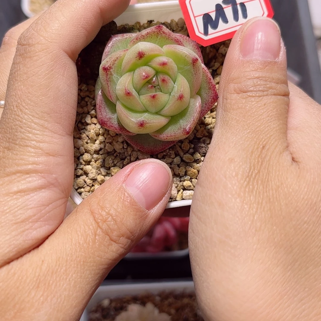 【闪购商品】尹*明M71