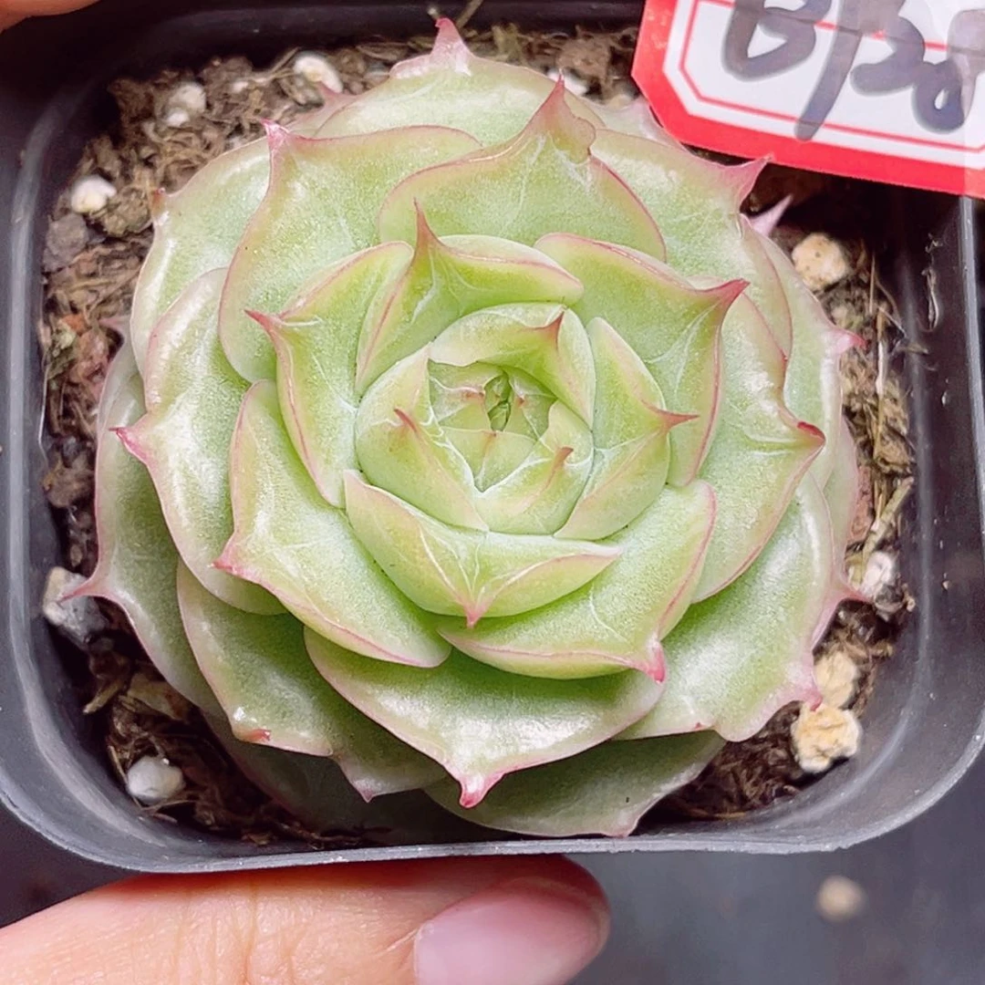 B928 一物一拍 月影虾饺