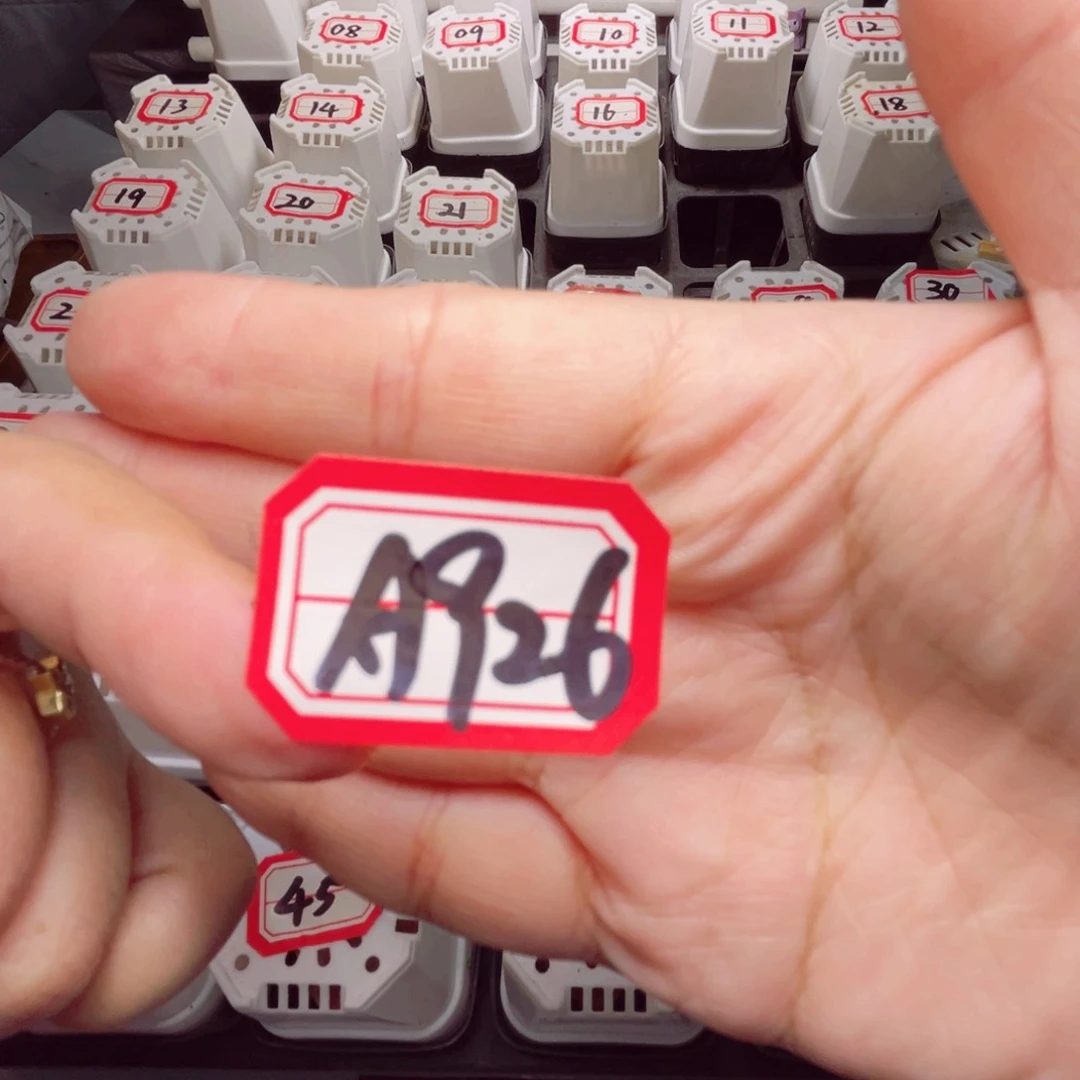 A926 一物一拍 Q380珍妮