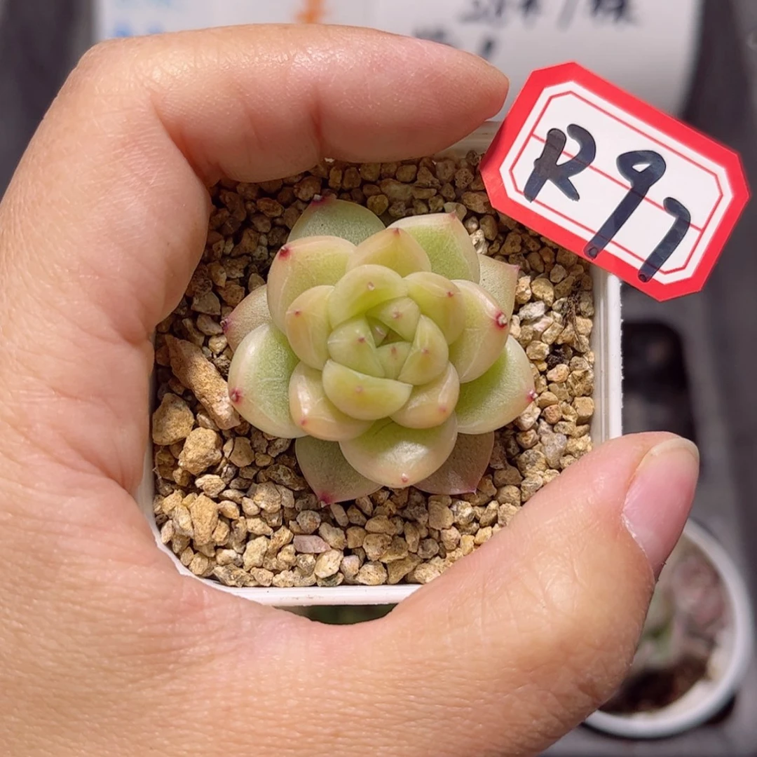 【闪购商品】…*.R97