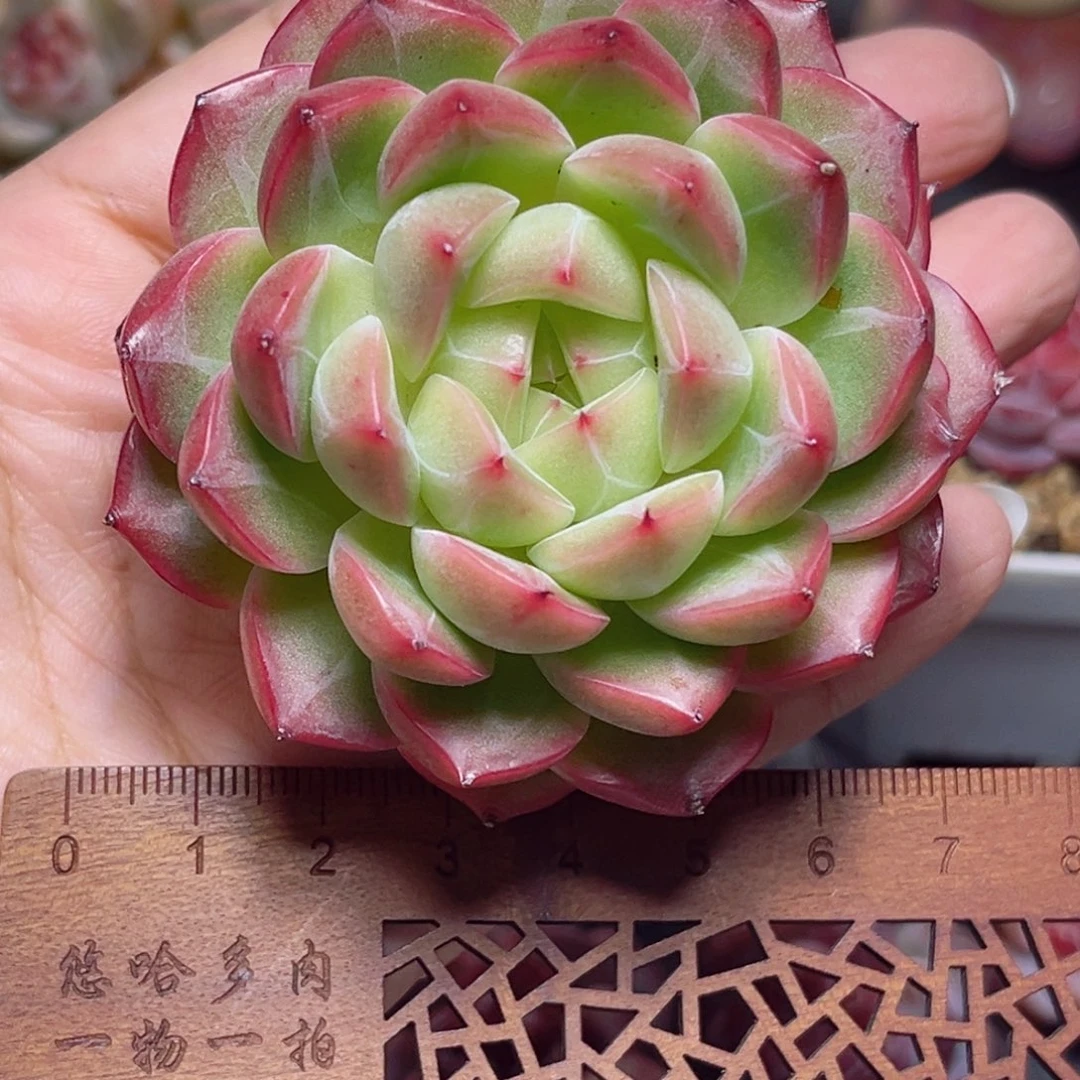 G163 一物一拍 雪花的爸爸