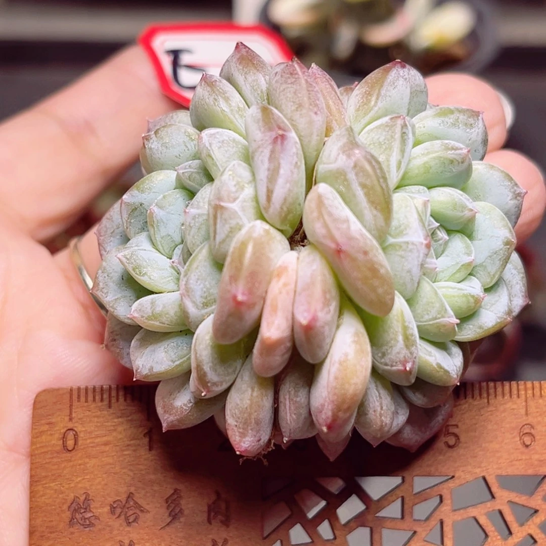E474 一物一拍 云水谣