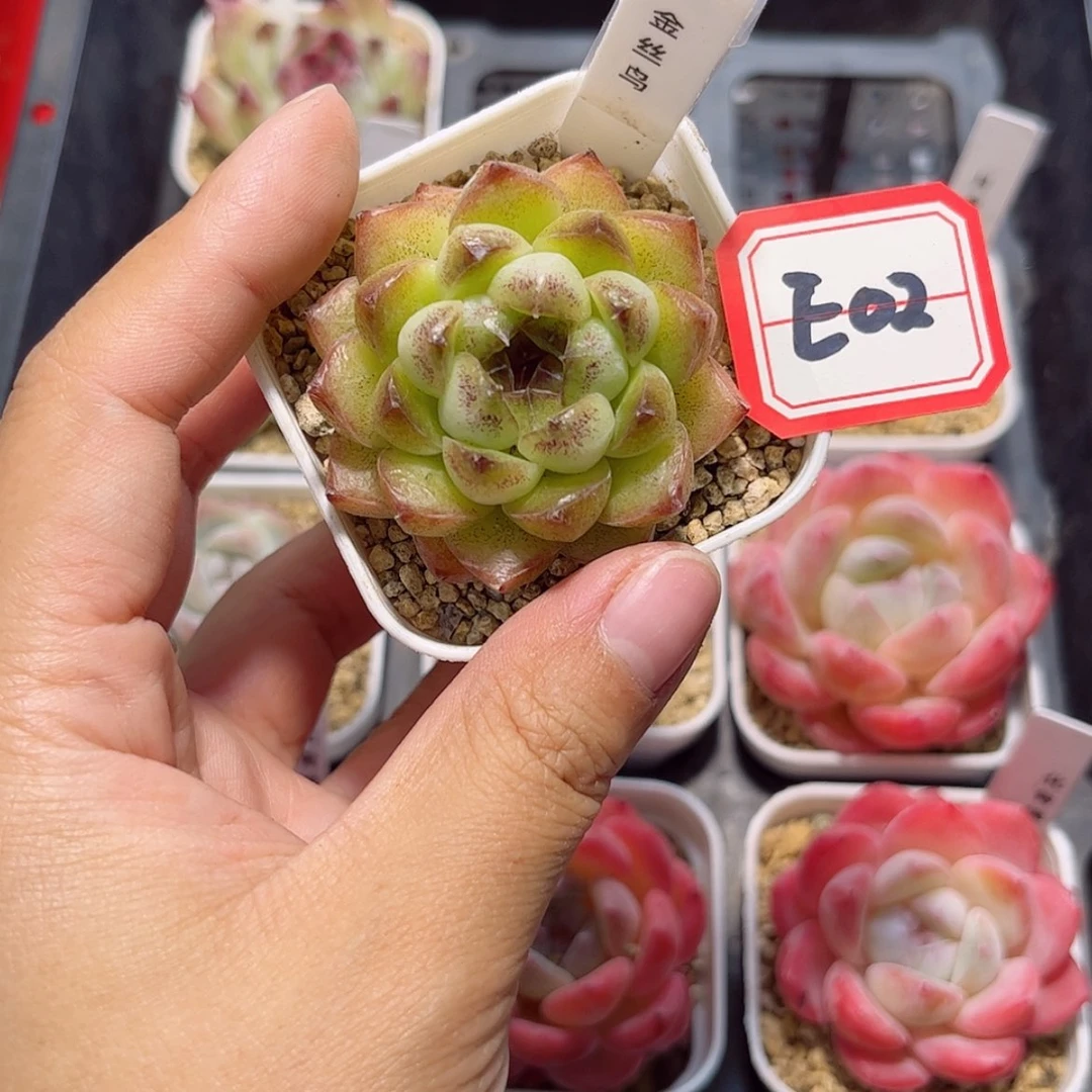 【闪购商品】酷*E02