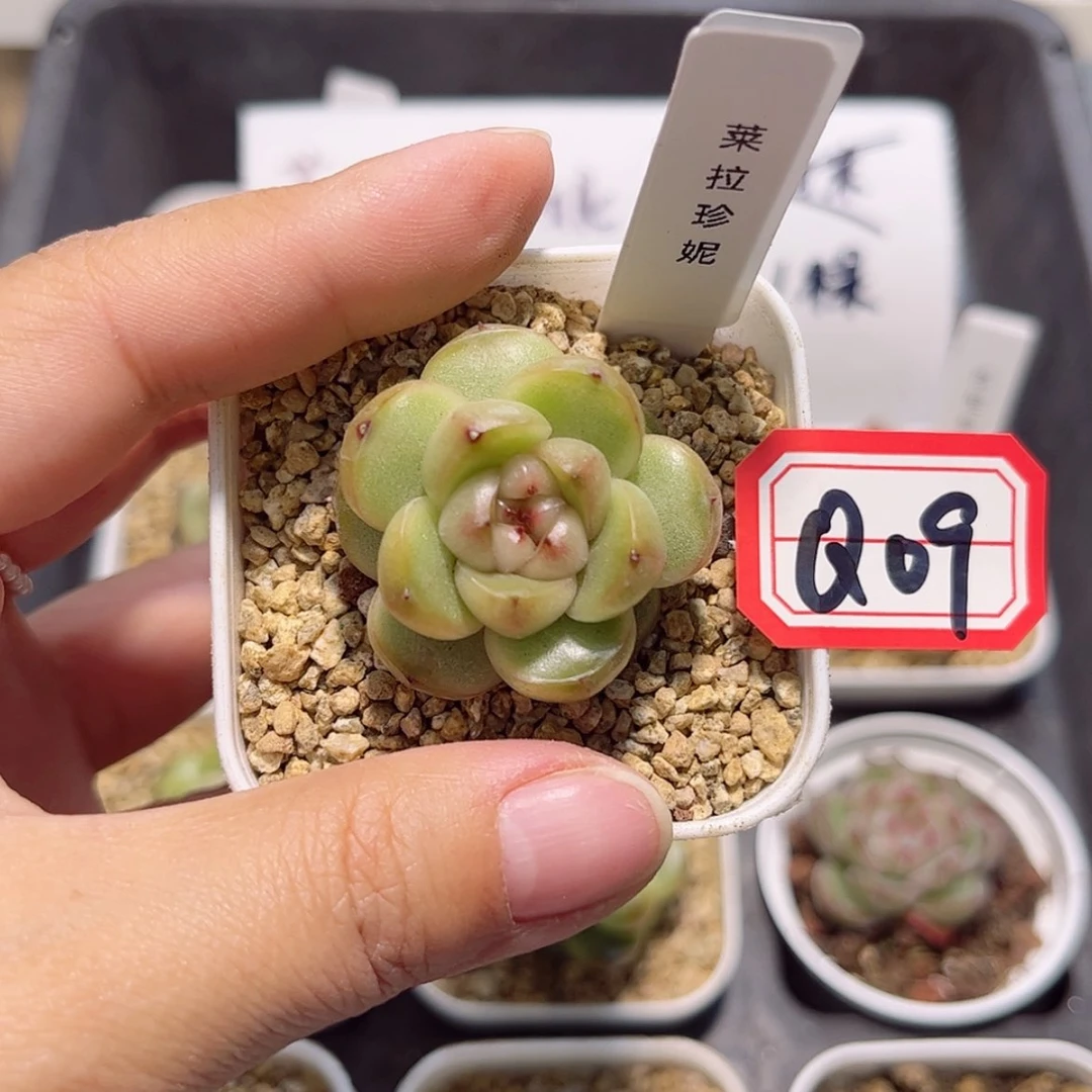 【闪购商品】刘***二Q09