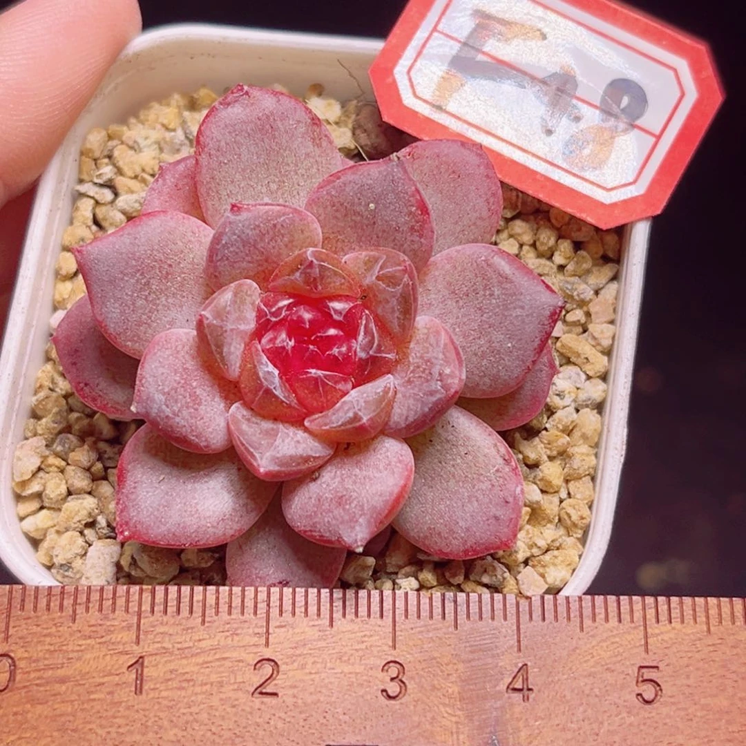 F48 一物一拍 糖心系列