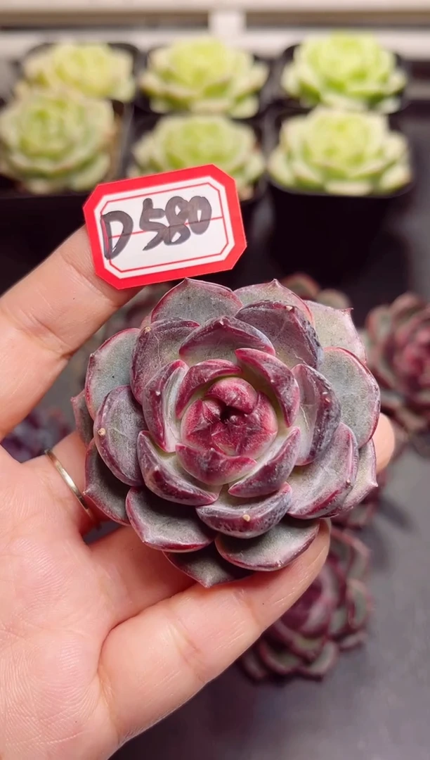 【闪购商品】一物一拍D580