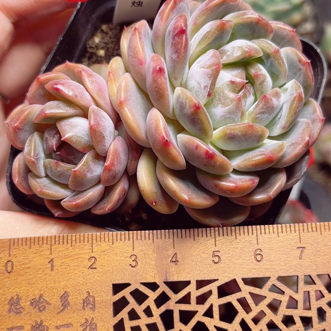 A522 一物一拍 红烛