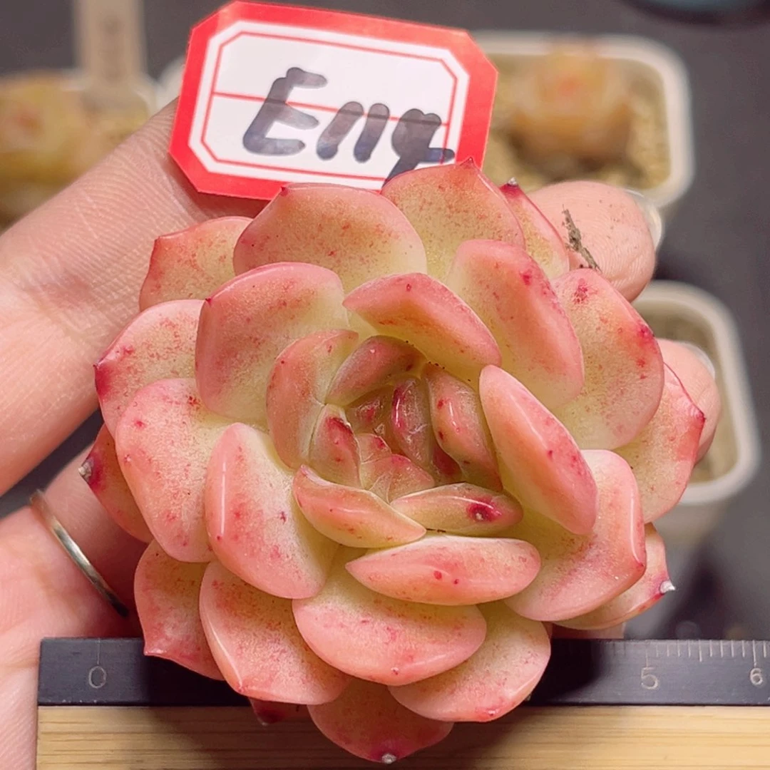 E114 一物一拍 孔雀翎