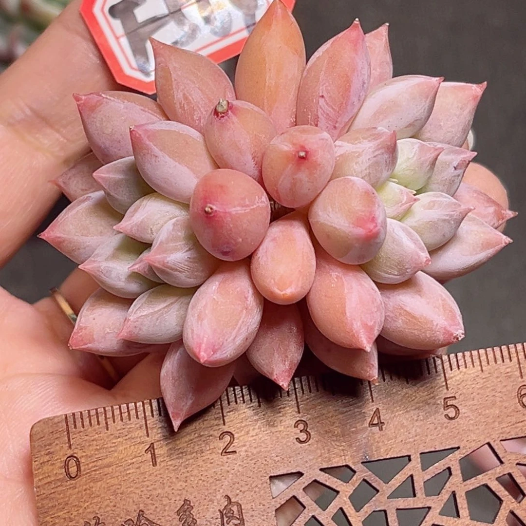 F564 一物一拍 白衣天使