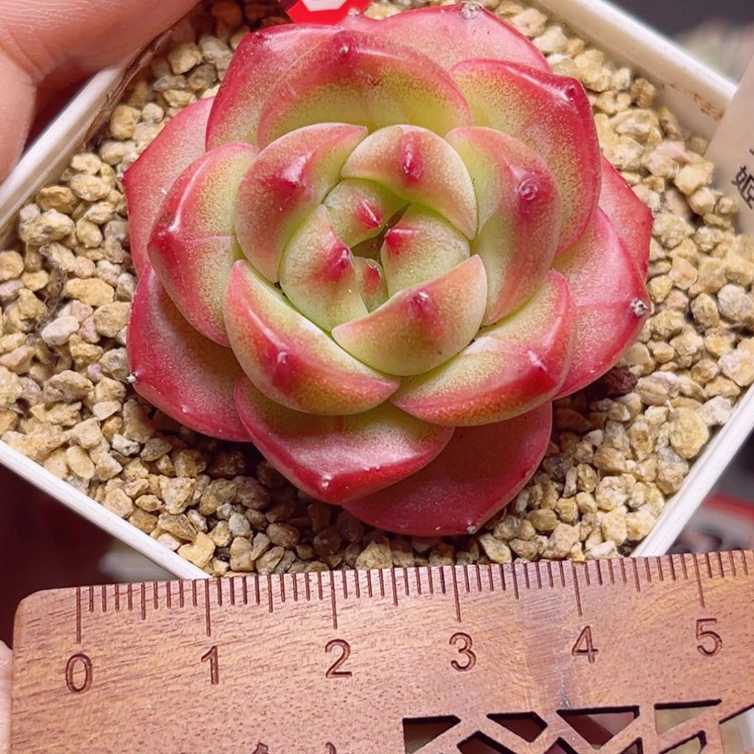 E679 一物一拍 天使灵姬