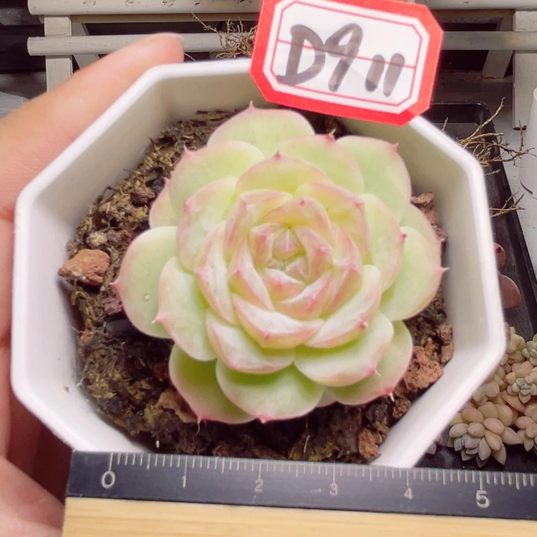 D911 一物一拍 吉祥灯
