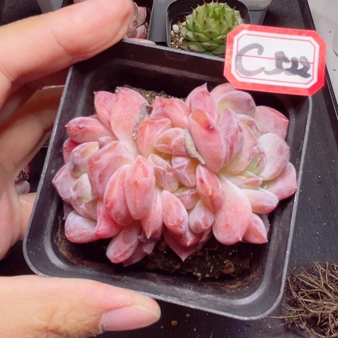 C522 一物一拍 精控冰魄