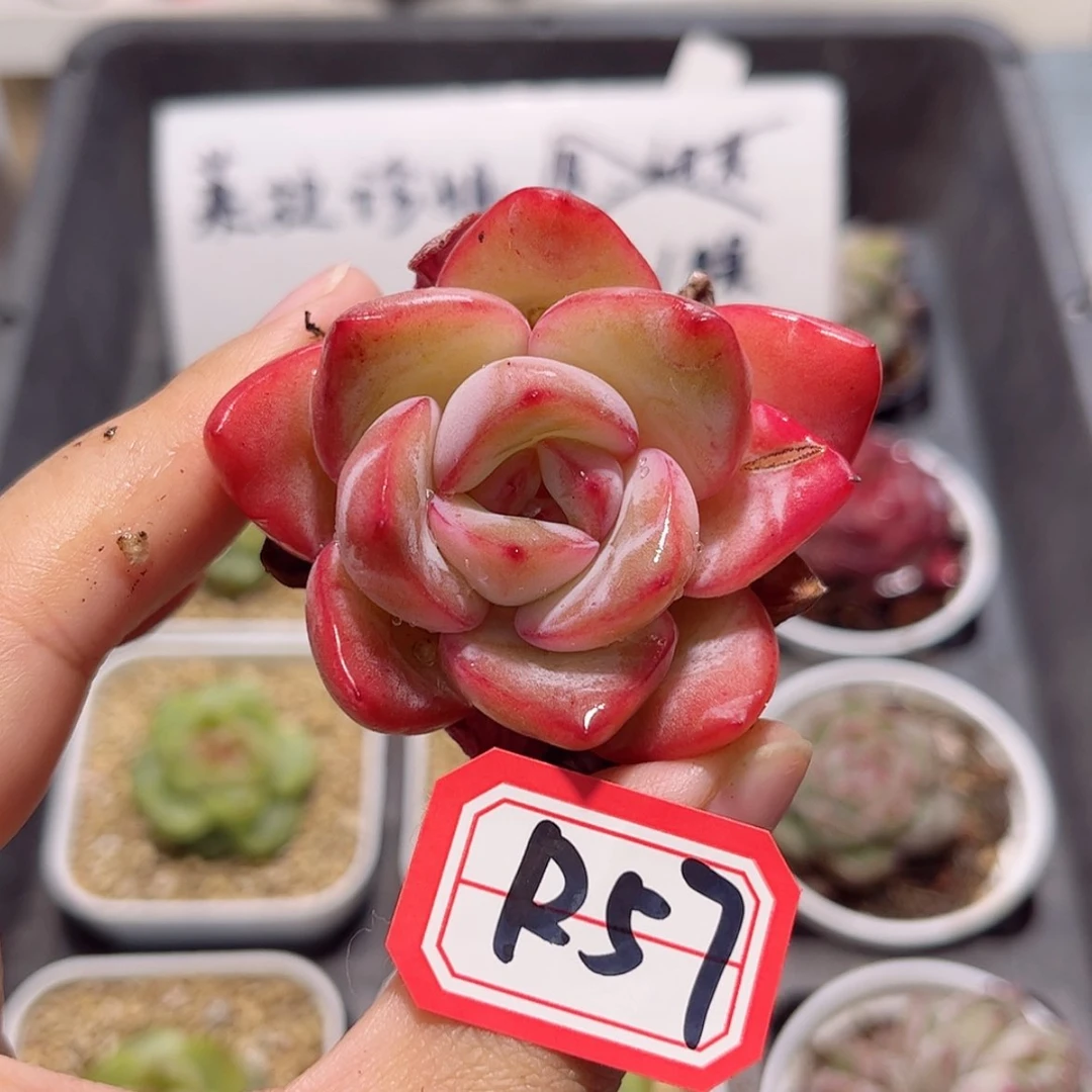 【闪购商品】透*子R57