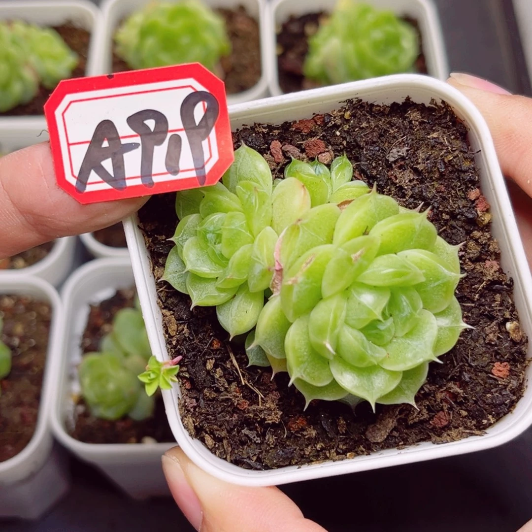 A919 一物一拍 格林 量