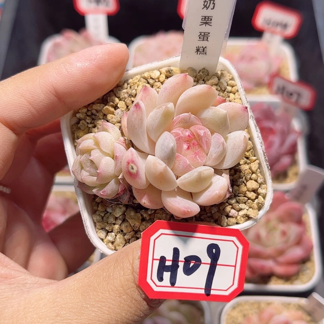 【闪购商品】?****?H09