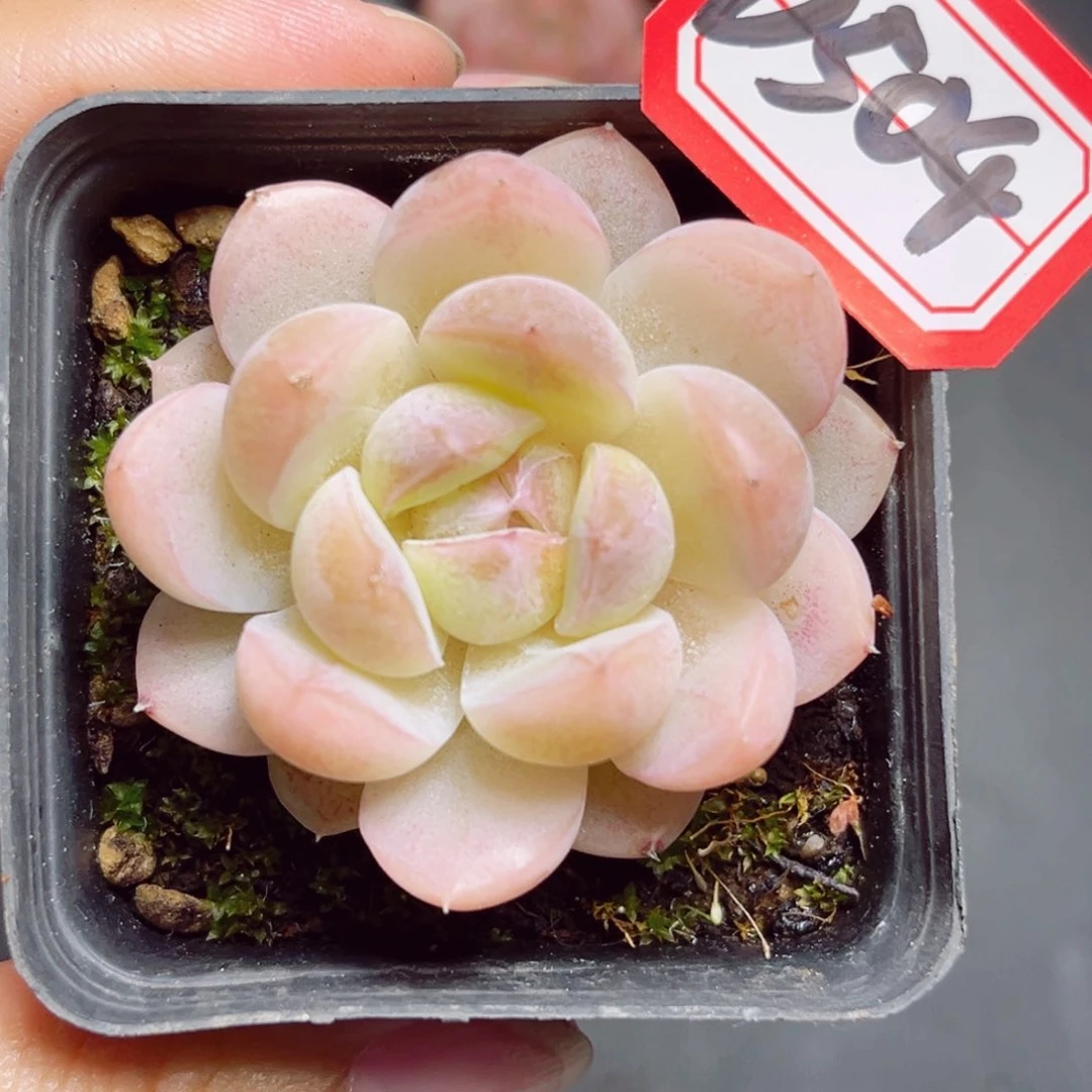 D504 一物一拍 玩家珍妮