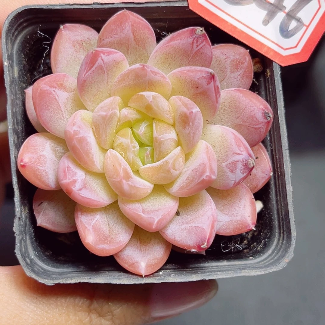 D546 一物一拍 玩家珍妮